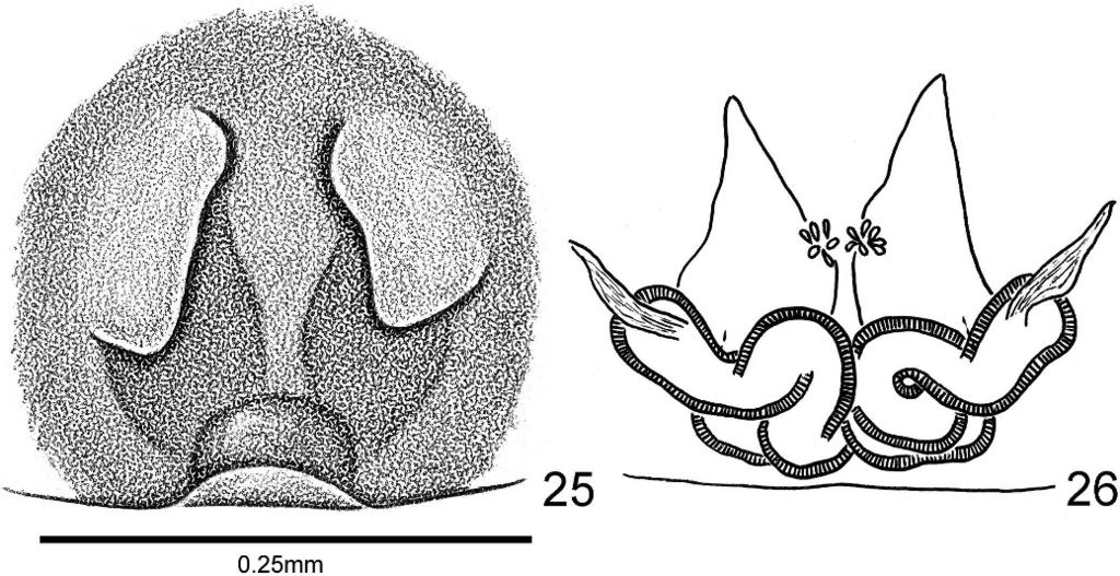 20), while females can be distinguished by having small copulatory openings (Fig. 21). Description. Male. Total length: 4.25.