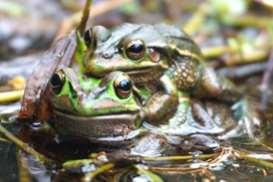 A salty cure for a deadly frog disease By Annabelle Regan, ABC Newcastle, 5 Feb 2018 It's been described by scientists as the "most devastating wildlife disease ever known" - a deadly fungus that has