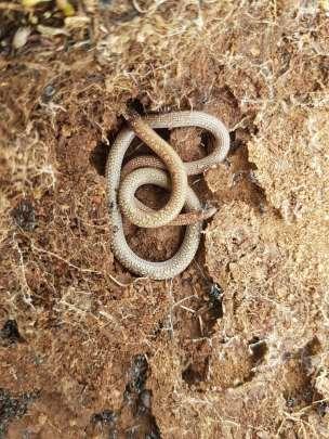 The Australian & International Scene Reptile Surveys in the Cowra Region By Dave Smith, 14 December 2017 "Recently we received funding to conduct targeted surveys for reptiles, including the