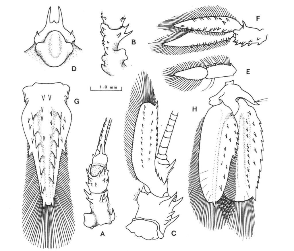 93 spines, particularly ventro-medially. The intermediate segment is slightly shorter than the basal segment, with several short spines dorsally, with three larger spines distally.