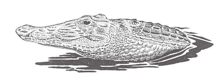 American Crocodile Crocodylus acutus Length: 84 144" A long tapering snout with a large tooth prominently showing on both sides of the lower jaw help identify the crocodile.