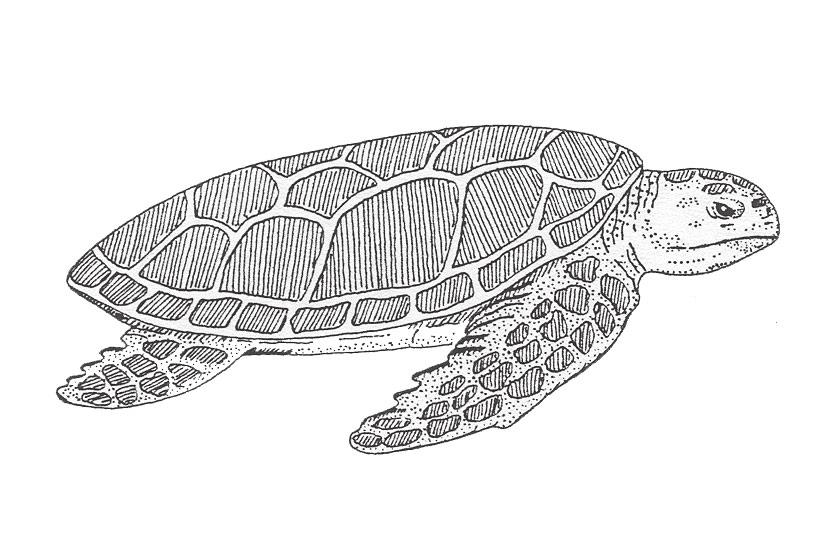 Loggerhead Turtle Caretta Caretta Length: 31-45" The loggerhead sea turtle is reddish-brown in color, has large flippers, and reaches weights between 300 and 500 pounds.