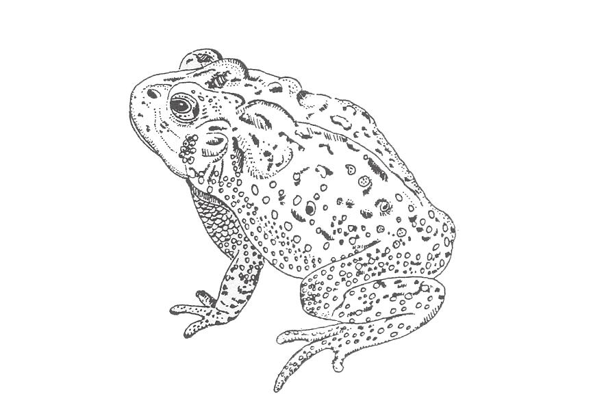 Southern Toad Bufo terrestris Length: 2-4.5" High cranial crests and pronounced knobs help identify the southern toad.