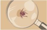 How to remove a tick Remove it as soon as possible!