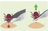 Do not apply any substances to the tick - use tweezers and grab a tick as near as