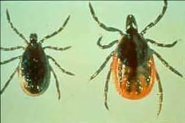 Which tick is bigger?