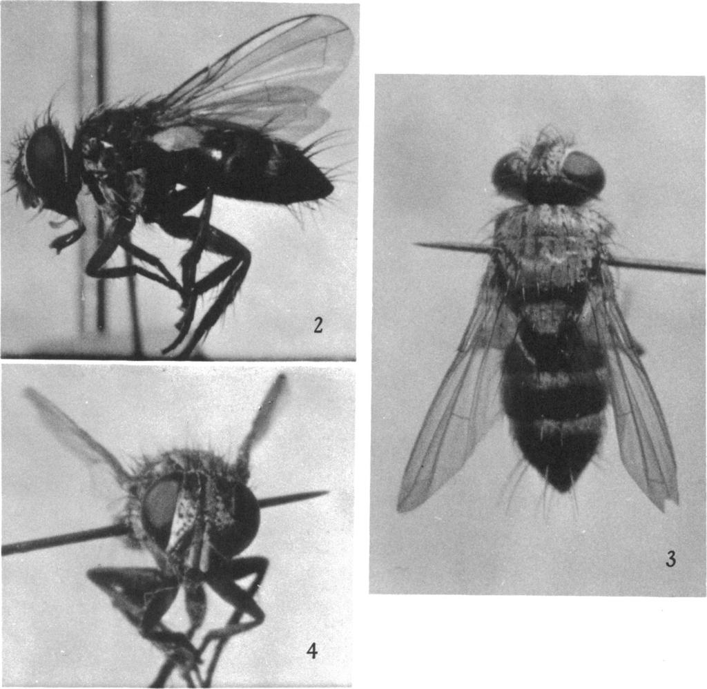 1963 ARNAUD: PERUMRIA EMBIAPHAGA 5 3 Y 7 ~~4 FIGS. 2-4. Perumyia embiaphaga, new species, female paratype. 2. Left lateral view. 3. Dorsal view. 4. Head, front view.