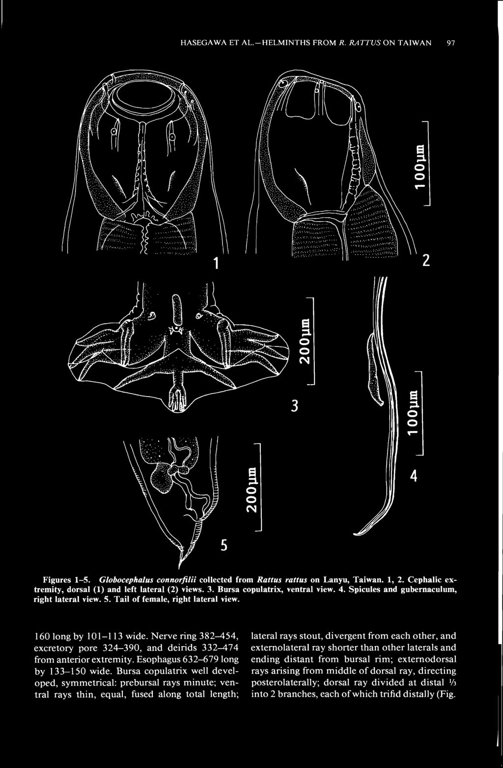 HASEGAWA ET AL.-HELMINTHS FROM R. RATTUS ON TAIWAN 97 Figures 1-5. Globocephalus connorfilii collected from Rattus rattus on Lanyu, Taiwan. 1, 2.