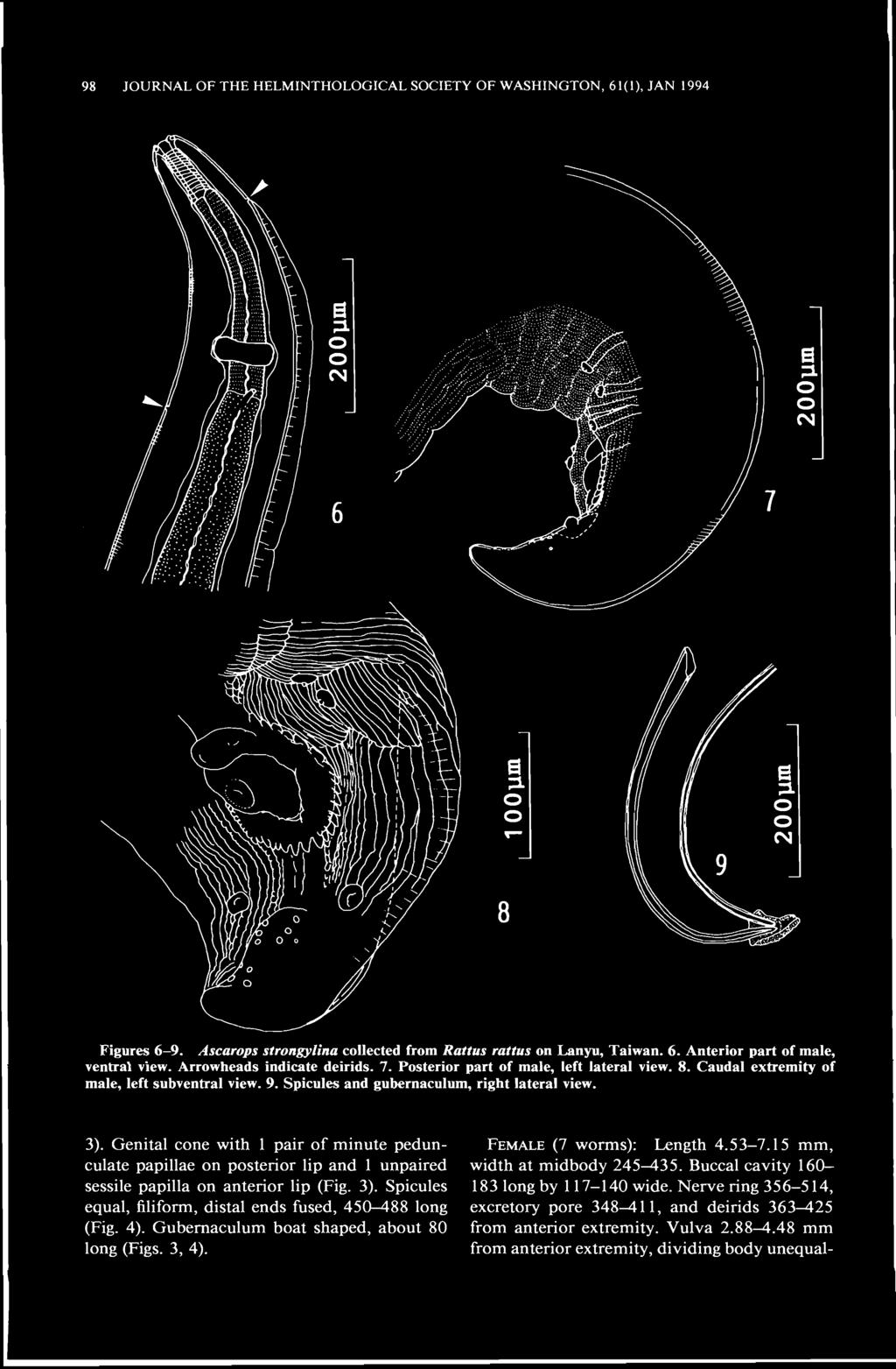98 JOURNAL OF THE HELMINTHOLOGICAL SOCIETY OF WASHINGTON, 61(1), JAN 1994 iiiiiiif Figures 6-9. Ascarops strongylina collected from Rattus rattus on Lanyu, Taiwan. 6. Anterior part of male, ventral view.