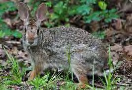 Rabbits are clearly distinguished from hares in that rabbits typically have young that are born blind and hairless (altricial) and hares have young that are born with hair and able to see (precocial).