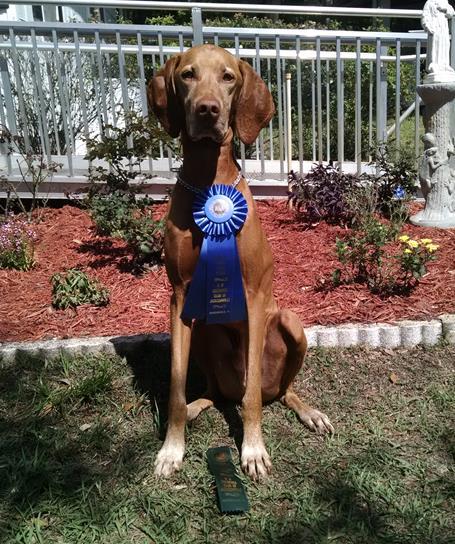 TITLE!! Terri Reel and Jive (Aussie) UD one leg, 1st place NEW TITLE!