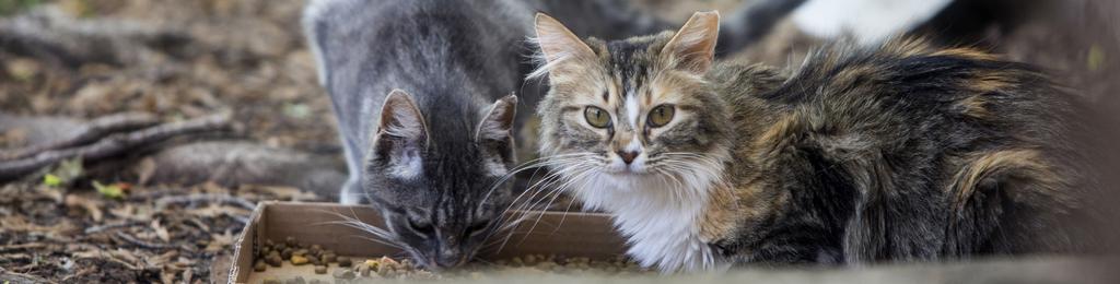 2015 BEST FRIENDS NATIONAL CONFERENCE PLAYBOOK: ATLANTA, GEORGIA Trap/neuter/return programs To date, LifeLine has performed TNR surgeries for 27,000 community cats at the LifeLine Spay & Neuter