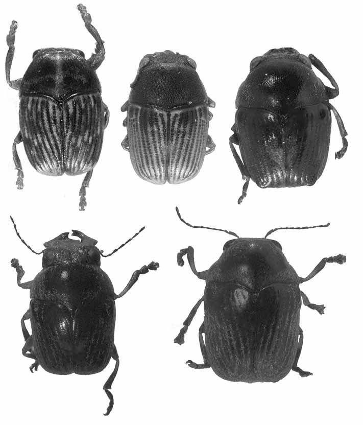 798 44 45 46 47 48 Figs 44-48: Scaphodius spp., habitus; S. striaticollis (MONTROUZIER), (44) male; S.