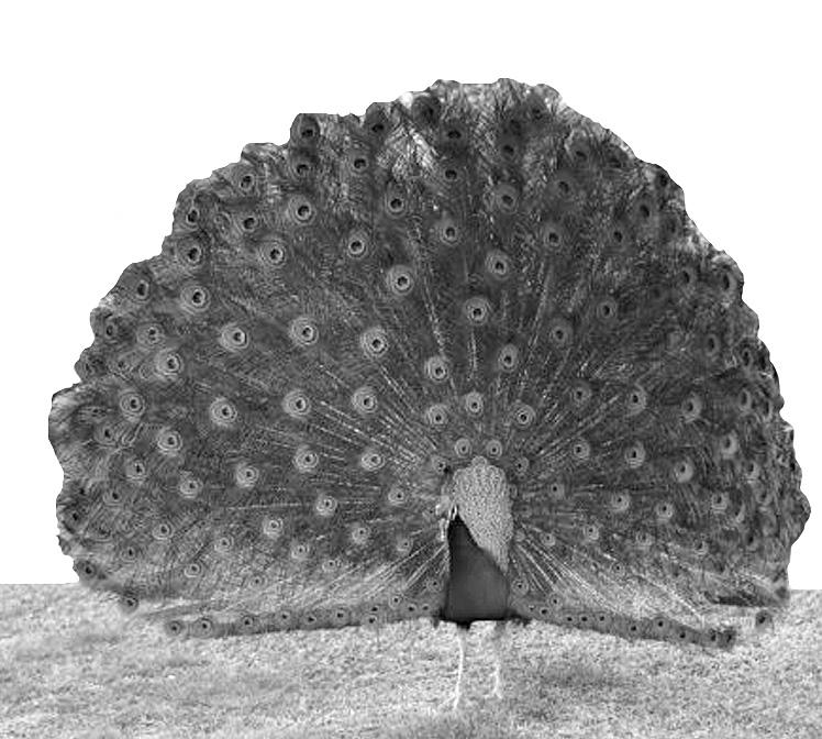 8. The photograph shows a peacock displaying his tail feathers. (a) Suggest one reason why the peacock is displaying his tail feathers.