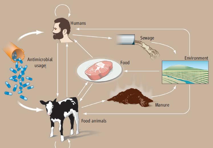 Ag Antibiotic Use and Human