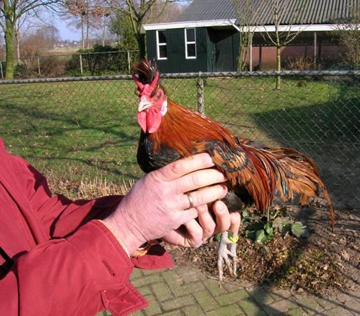 It was a long way to go, because he wanted the tail of the bantams to be spangled too. He started crossing Owl Beard bantams and Appenzeller Spitzhauben.