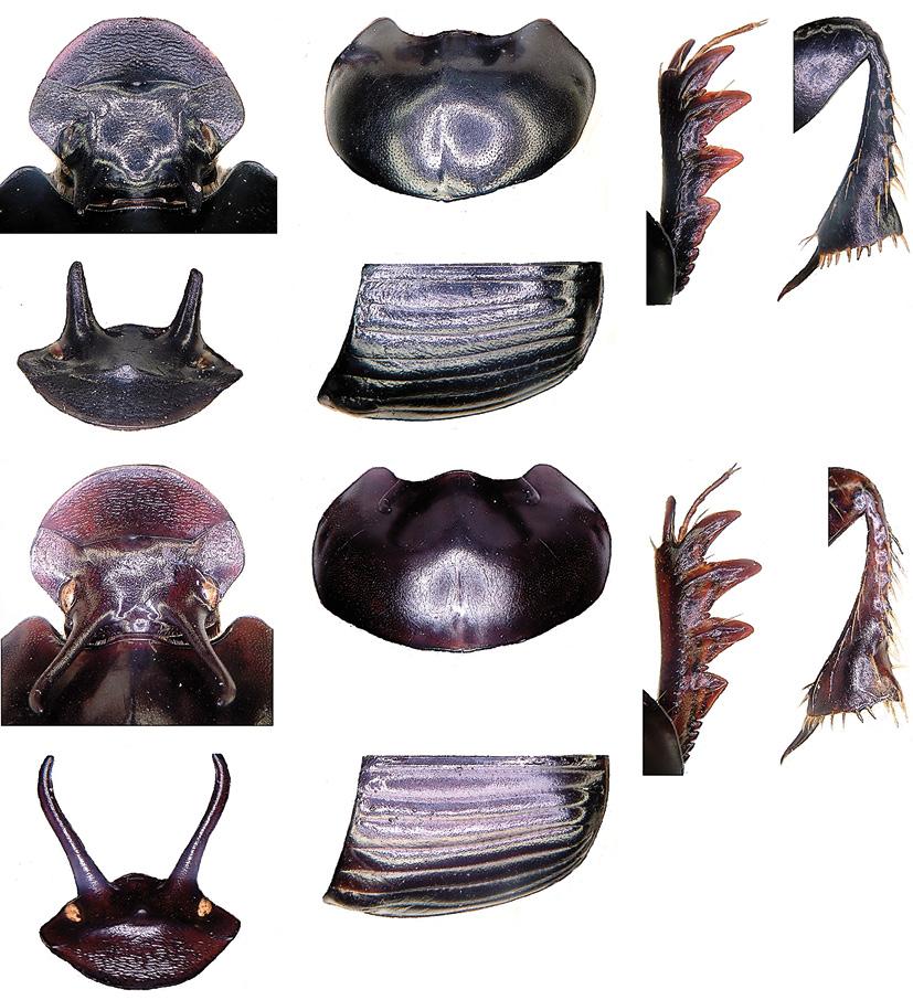 Huijbregts & Krikken: Sulawesi Onthophagus with paraocular protrusions 219 13 15 17 18 14 16 19 21 23 24 20 22 Figs 13-24. Contours of parts of Onthophagus, male holotypes. 13-18, O. lindu; 19-24, O.