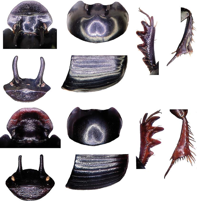 222 Tijdschrift voor Entomologie, volume 152, 2009 25 27 29 30 26 28 31 33 35 36 32 34 Figs 25-36. Contours of parts of Onthophagus, male holotypes (except 32). 25-30, O. kolaka; 31-36, O.