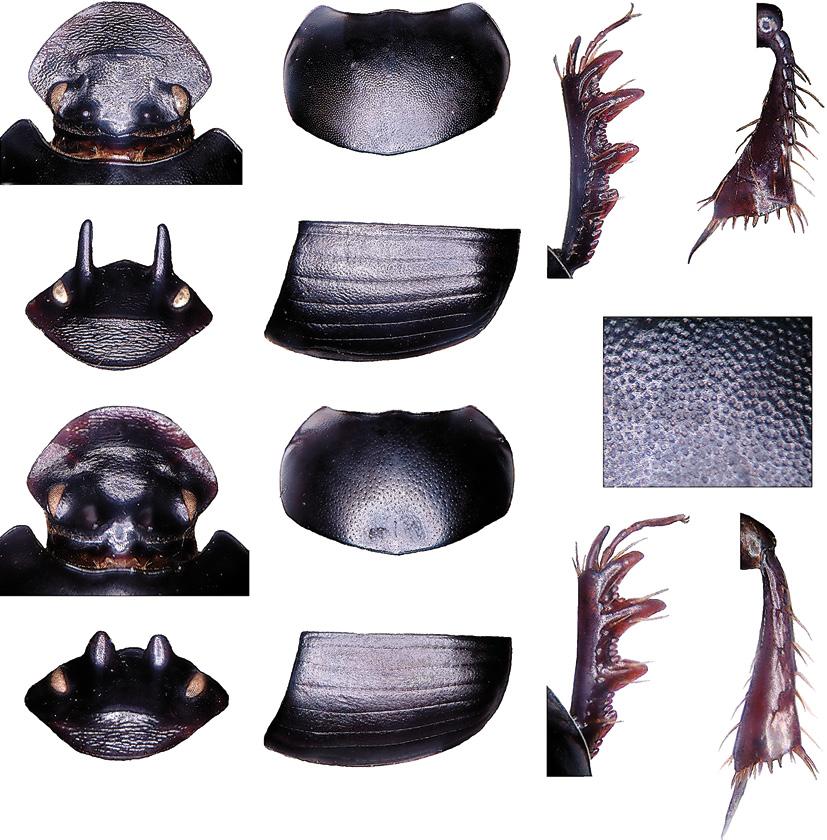 Huijbregts & Krikken: Sulawesi Onthophagus with paraocular protrusions 223 37 39 41 42 38 40 43 44 46 48 49 45 47 Figs 37-49. Contours of parts of Onthophagus, male holotypes (except 38). 37-43, O.