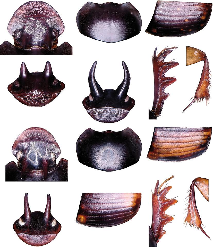 226 Tijdschrift voor Entomologie, volume 152, 2009 50 52 54 55 56 51 53 57 59 61 62 63 58 60 Figs 50-63. Contours of parts of Onthophagus, male holotypes (except 53, 61). 50-56, O. batui; 57-63, O.