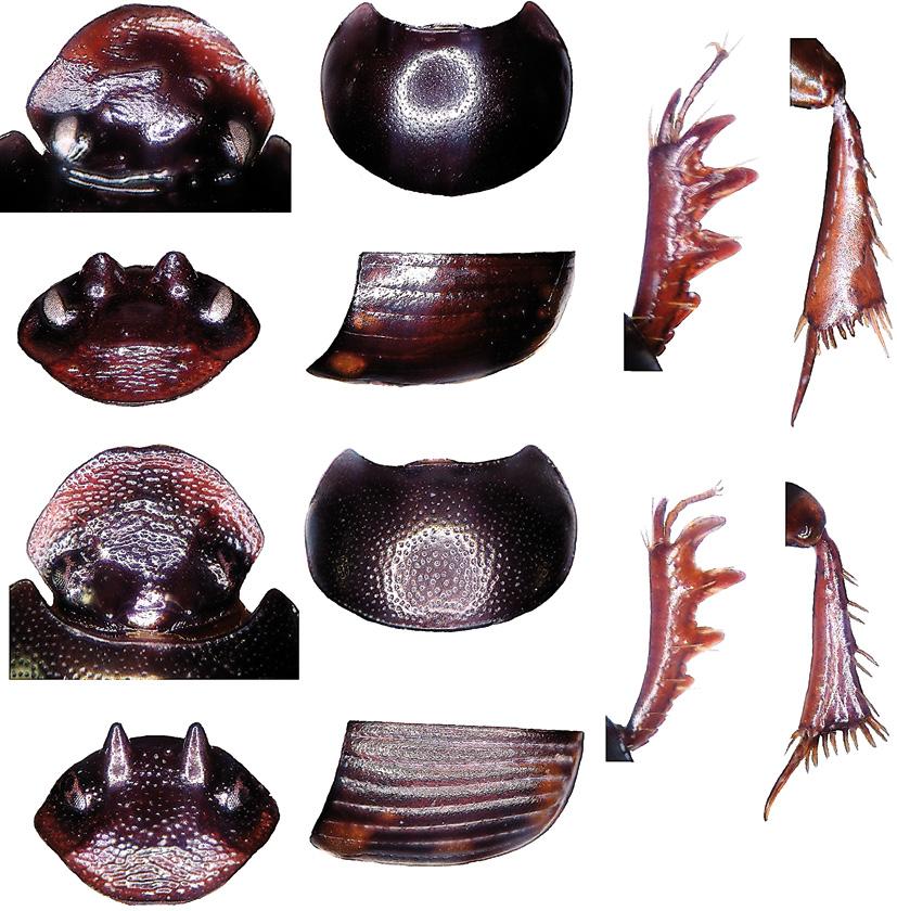 Huijbregts & Krikken: Sulawesi Onthophagus with paraocular protrusions 227 64 66 68 69 65 67 70 72 74 75 71 73 Figs 64-75. Contours of parts of Onthophagus, male holotypes. 64-69, O.