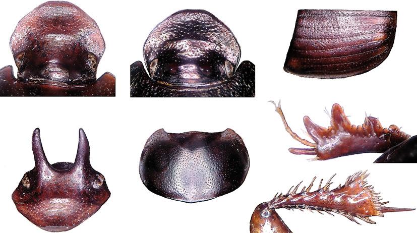 230 Tijdschrift voor Entomologie, volume 152, 2009 76 78 80 81 77 79 82 Figs 76-82. Contours of parts of Onthophagus limbatus, male N Sulawesi (76-77, 79-82), female N Sulawesi (78).