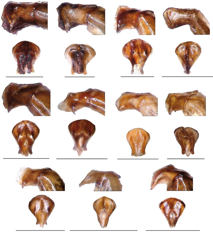 Huijbregts & Krikken: Sulawesi Onthophagus with paraocular protrusions 231 83 84 85 86 87 88 89 90 91 92 93 Figs 83-93. Parameral contours, lateral, of Onthophagus, holotypes, except 93. 83, O.