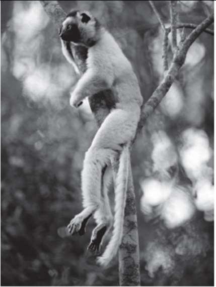 Verreaux s sifaka Length: 45 cm 55 cm Habitat: Spiny deciduous forest and evergreen forest Copyright Gerry