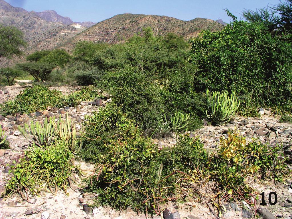 Fig. 10. Semidesert landscape near Lawdar (Abyan Governorate, Yemen), type locality of Pleuraphodius arabiaefelicis sp. nov. March 2007, photo by D. Král.