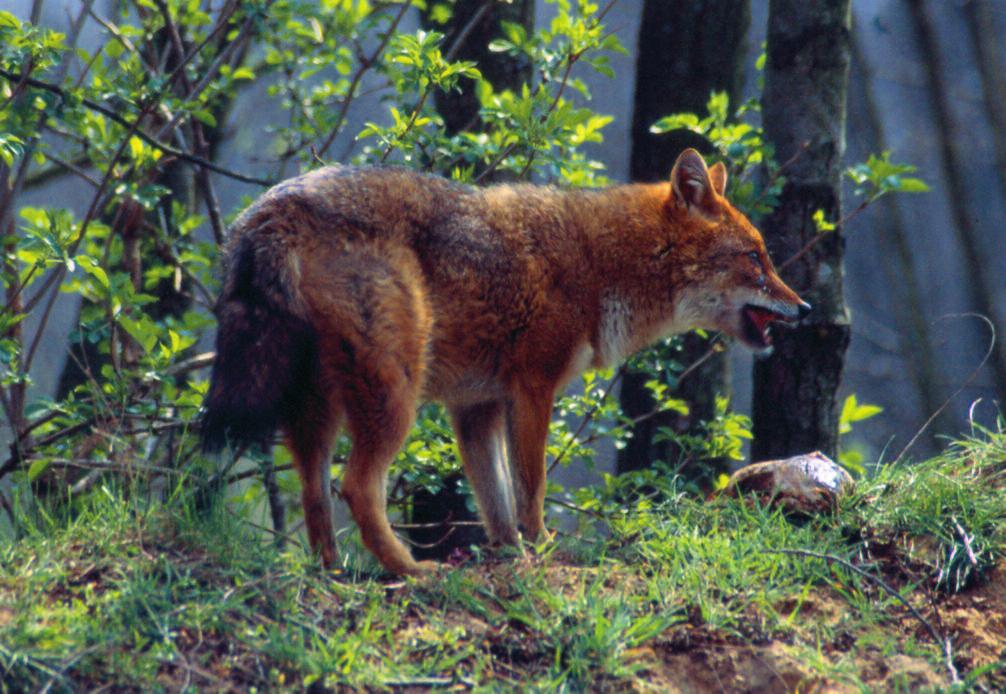 Picture 1: Golden Jackal (Photo by József Lanszki) approximately 50 years, golden jackal was listed in the Hungarian Red Data Book in 1989 as an extinct species.