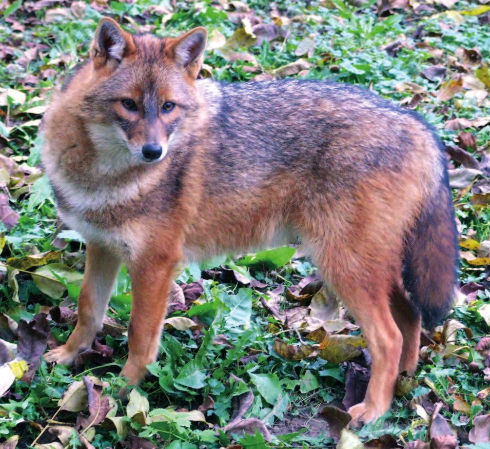Picture 2: Golden Jackal (Photo by József Lanszki) domestic refuse, construction and packing materials, but also agricultural waste including fruit and vegetable surplus and dead turkeys, hens,