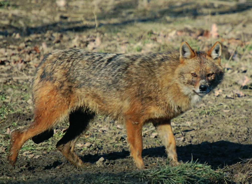Picture 3: Golden Jackal (Photo by Andrea Lippai) ween 37% and 97% in the scat samples. The main prey was the common vole (Microtus arvalis).
