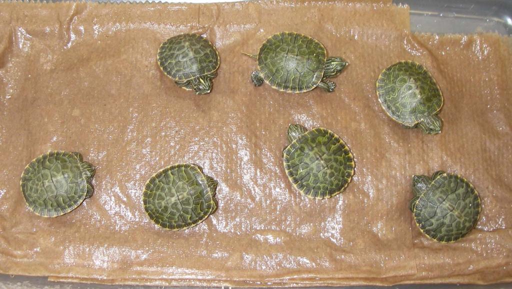 Do the observed Hg concentrations in turtle blood warrant further studies on