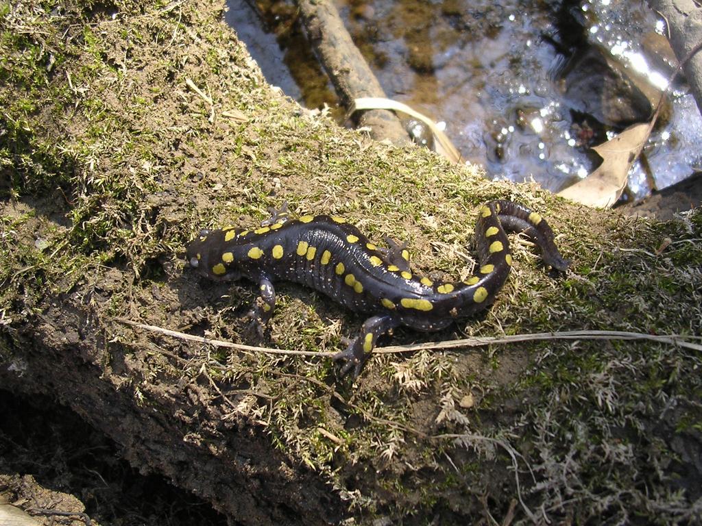 Hg concentrations in amphibians warrant further studies on reproductive success Salamander whole