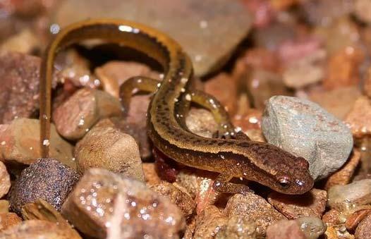 Broad Objectives Determine what species of herpetofauna are present in the South River, and what