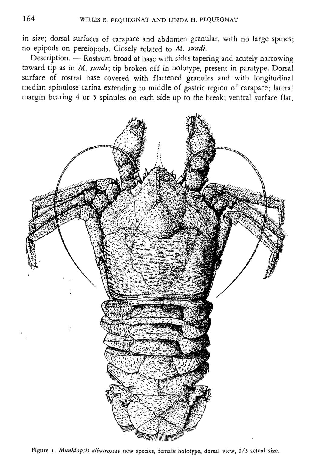 164 WILLIS E. PEQUEGNAT AND LINDA H. PEQUEGNAT in size; dorsal surfaces of carapace and abdomen granular, with no large spines; no eplpods on pereiopods. Closely related to M. sundi. Description.