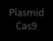 In Bacteria: Two Plasmid CRISPR-Cas9 System Plasmid