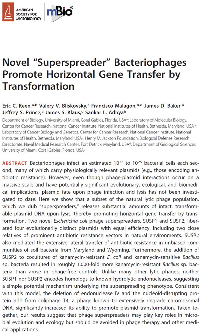 Horizontal Transfer of AMR Genes Bacteriophages infect an estimated 10 23 to 10 25 bacterial