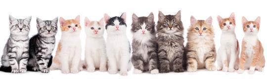 CAT RESEARCH Facts about cats Cats can sleep up to 16 hours a day. Cats can make more than 100 different sounds (dogs make about 10). 1963 France send the first cat into space. She survived the trip.