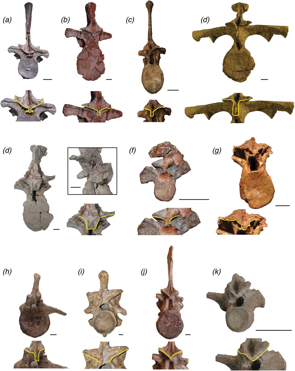 Figure 7 Trunk vertebrae of pseudosuchian archosaurs and closely related taxa in posterior view, showing examples of vertebrae with a hyposphene (A) Postosuchus alisonae, UNC 15575; (B) Fasolasuchus