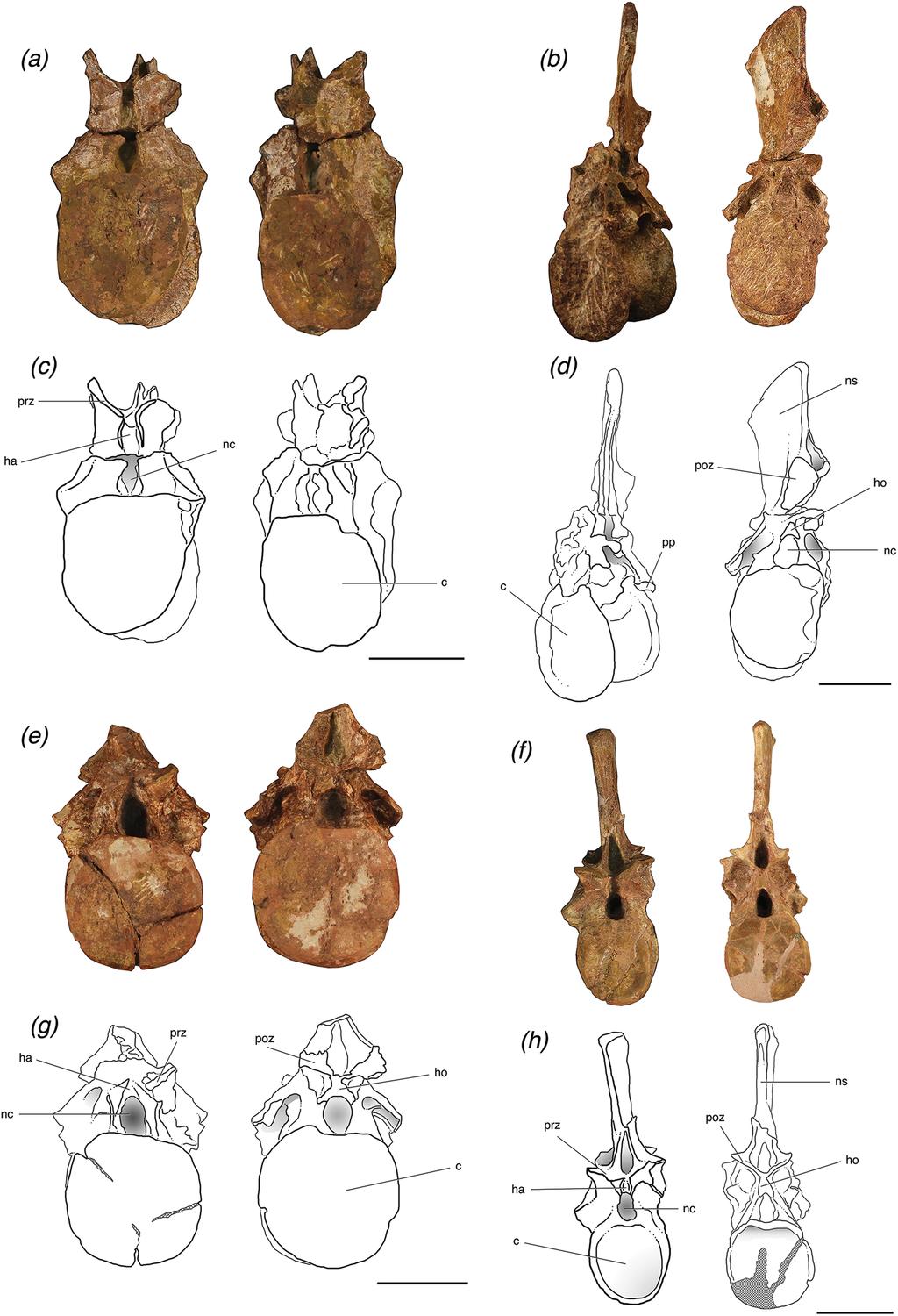 Figure 3 Trunk vertebrae of Poposaurus langstoni in anterior (left) and posterior (right) views. (A, C) TMM 31025-1261.4, presacral 11; (B, D) TMM 31025-1261.1, presacral 12; (E, G) TMM 31025-1261.
