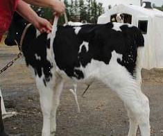 Growth curves & targets A heifer s growth rate determines how efficiently she will become a productive member