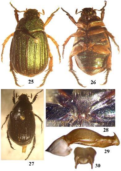Figs. 25-30. Anomala costifera Reitt., female (25, 26) and Anomala mariposa sp. nov.