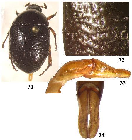 Figs. 31-34. Parastasia gymnopleuridis sp. nov.
