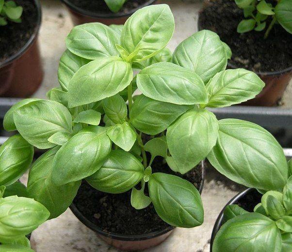 Photographed by George May Basil Summary Basil is a common aromatic herb in the mint family, the same plant family as other nutrient-dense, beneficial herbs, including mint, oregano and rosemary.
