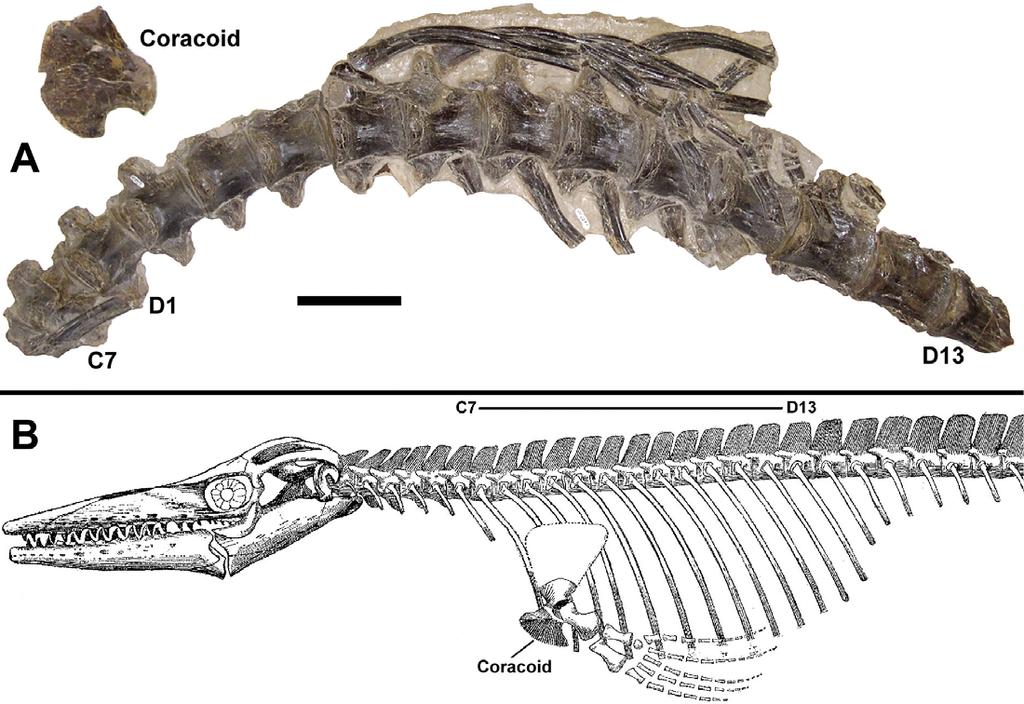 Transactions of the Kansas Academy of Science 108(3/4), 2005 151 Figure 1. A. The vertebral column, left coracoid, and associated ribs of FHSM VP-2297 in ventral view, anterior to the left.