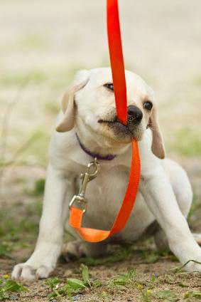 If your dog isn't an off leash dog (or if that isn't permitted where you go), make sure you have a long dog leash.