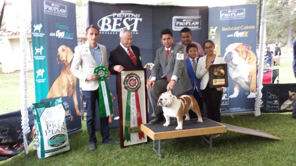 And the winner of Best of Breed. Bulldog Tails Bulldog tails come in different shapes. There is the straight tail that happily wags back and forth. It is a low maintenance tail.