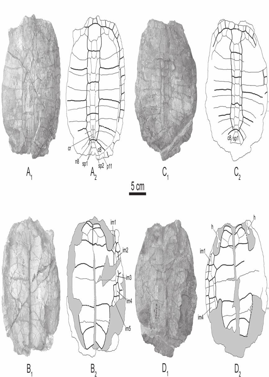 228 Danilov et al. Fig. 1. Elkemys australis (Yeh, 1974): A, B IVPP V3107.