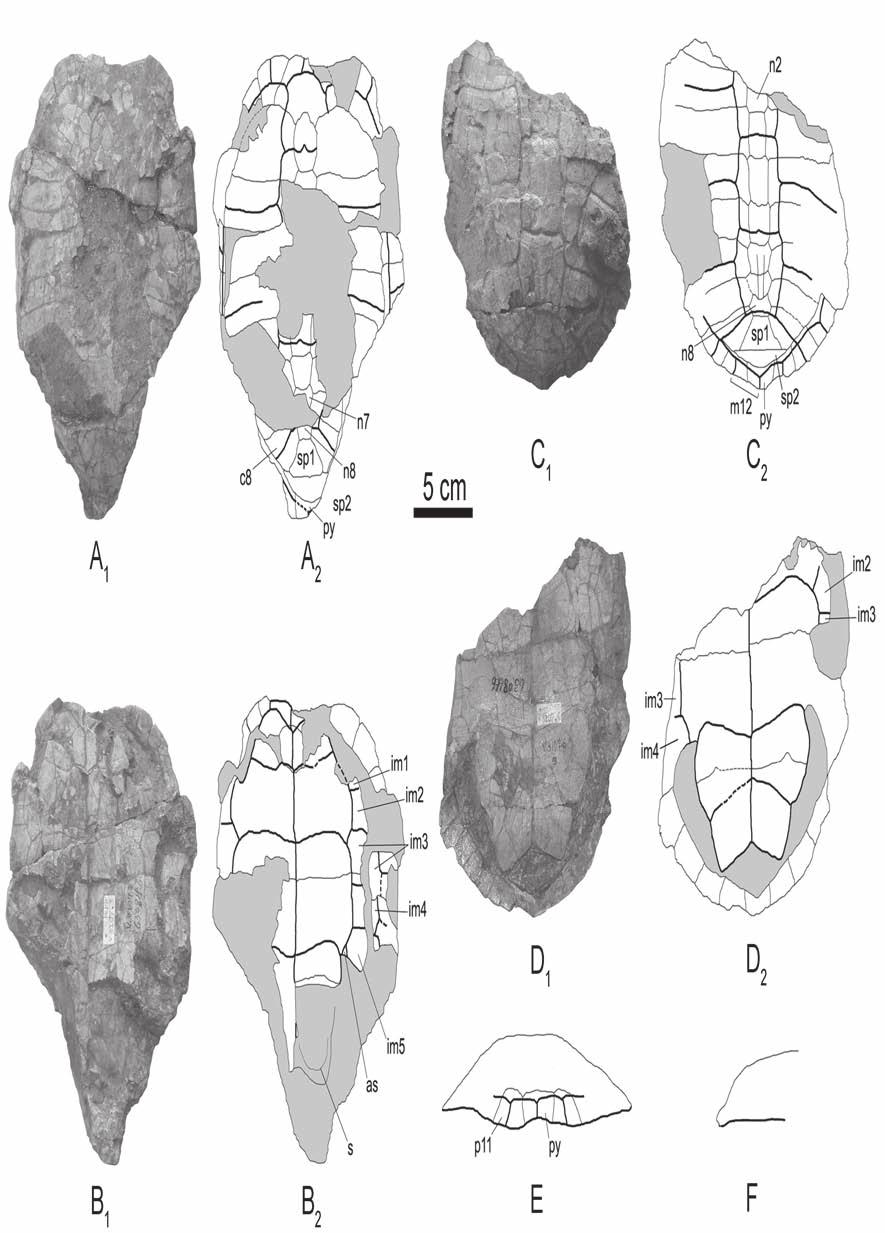 Redescription of Elkemys australis 229 Fig. 2. Elkemys australis (Yeh, 1974): A, B IVPP V3107.
